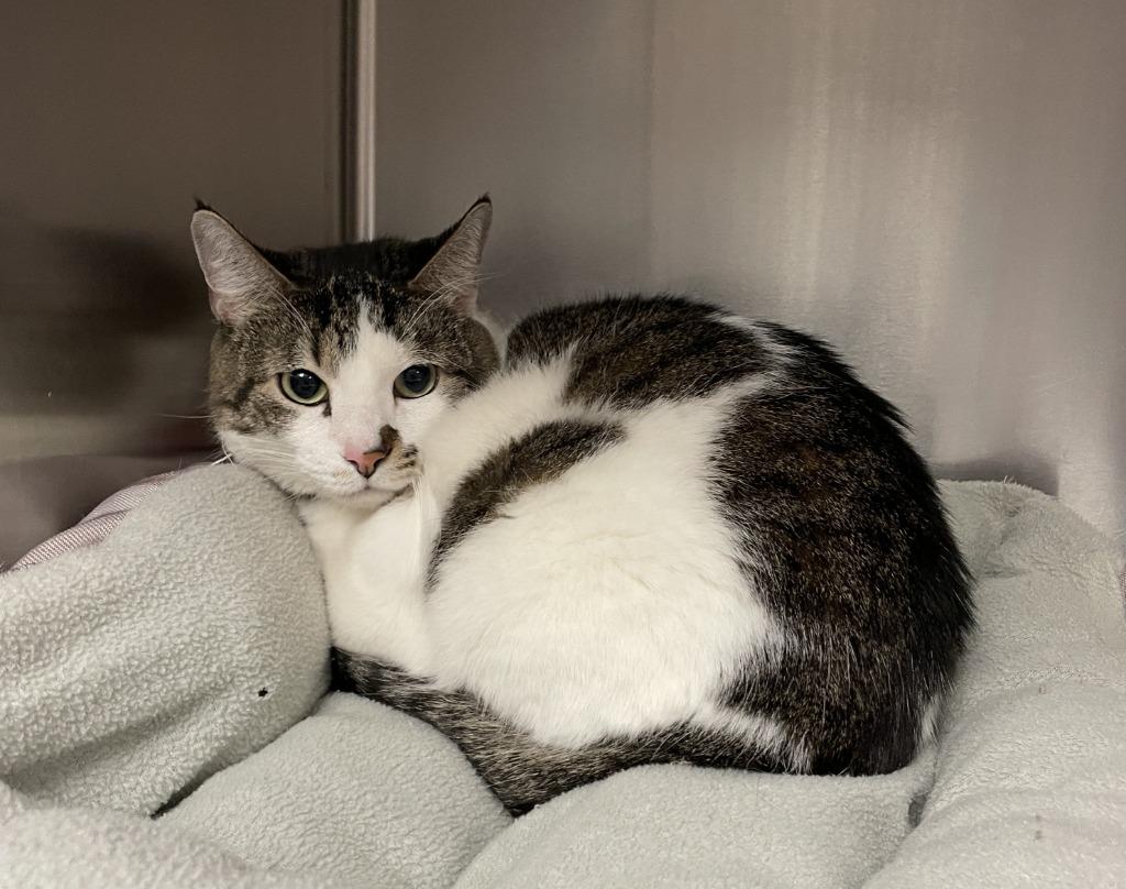 Enlarge Toka, a ADOPTABLE Domestic Short Hair in Hurricane, UT image 3/4