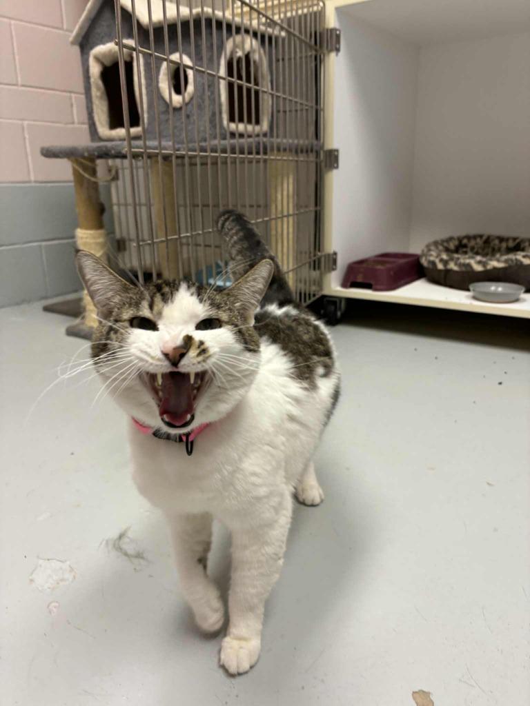 Enlarge Toka, a ADOPTABLE Domestic Short Hair in Hurricane, UT image 2/4