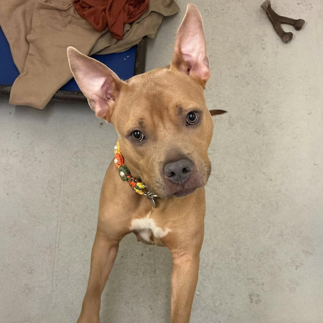 Enlarge Lorah, a Adoptable mixed breed in Quakertown, PA image 1/6