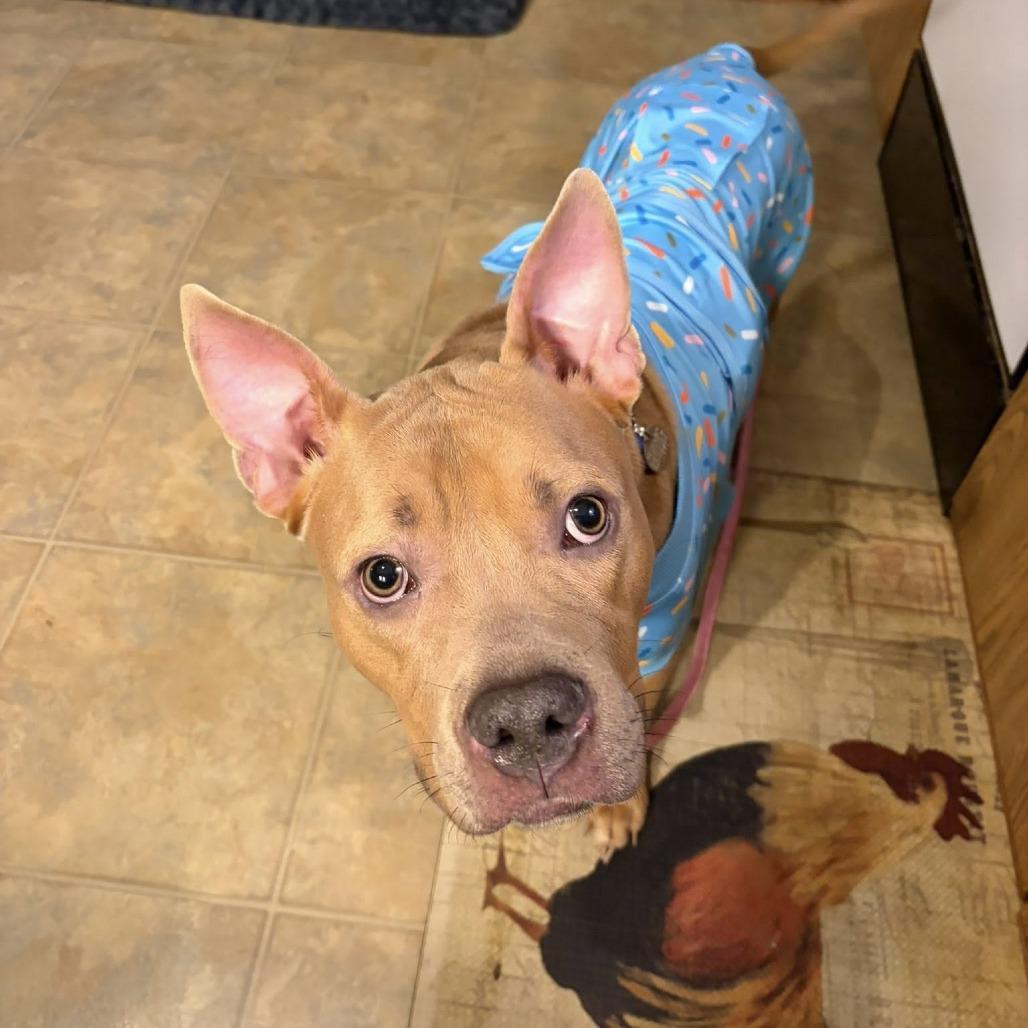 Enlarge Lorah, a Adoptable mixed breed in Quakertown, PA image 3/6