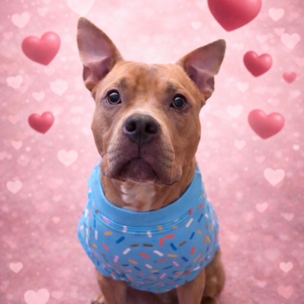 Enlarge Lorah, a Adoptable mixed breed in Quakertown, PA image 4/6