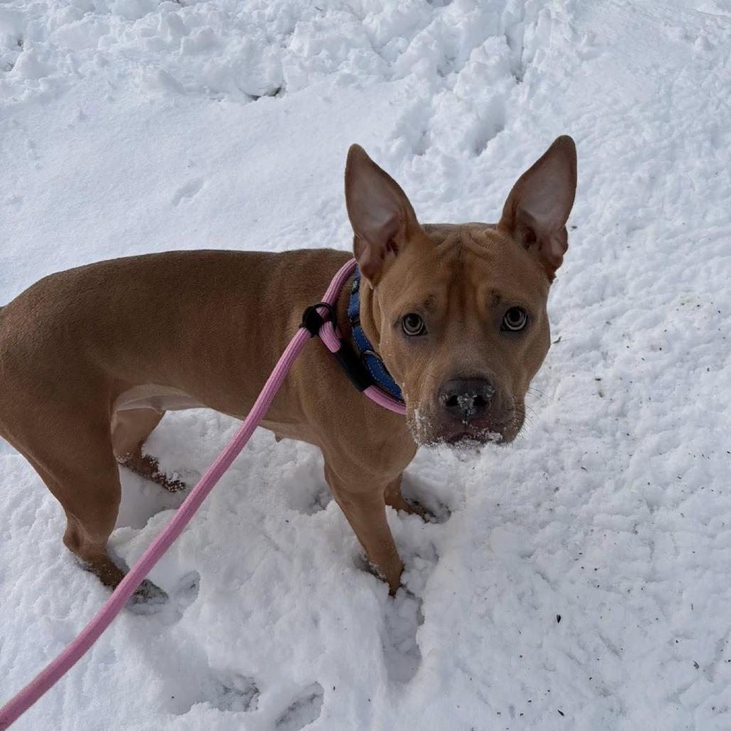 Enlarge Lorah, a Adoptable mixed breed in Quakertown, PA image 5/6