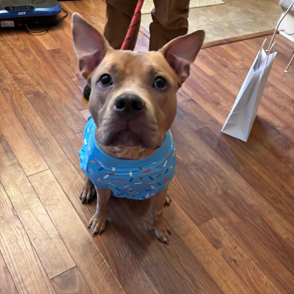 Enlarge Lorah, a Adoptable mixed breed in Quakertown, PA image 6/6