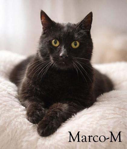marco, Adoptable, Adult Male Domestic Short Hair & Domestic Short Hair.