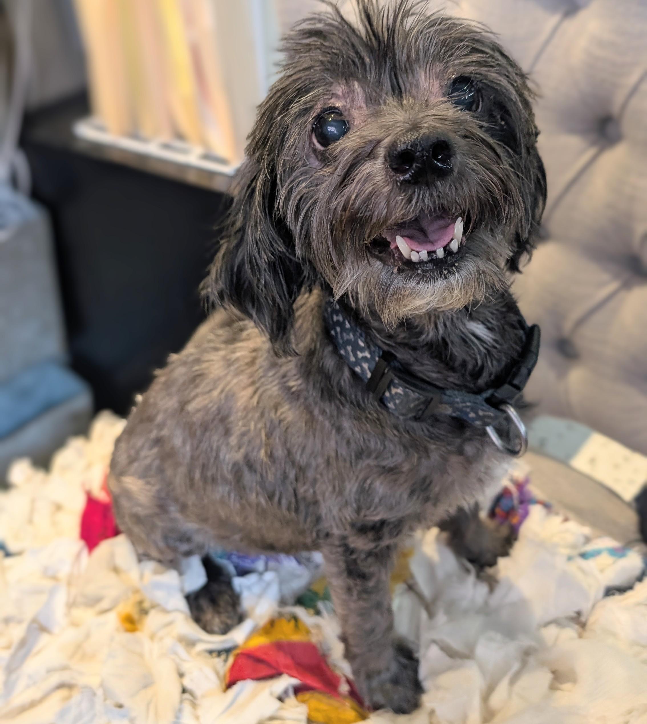 Enlarge Riley, an adopted Shih Tzu in Thousand Oaks, CA image 1/4