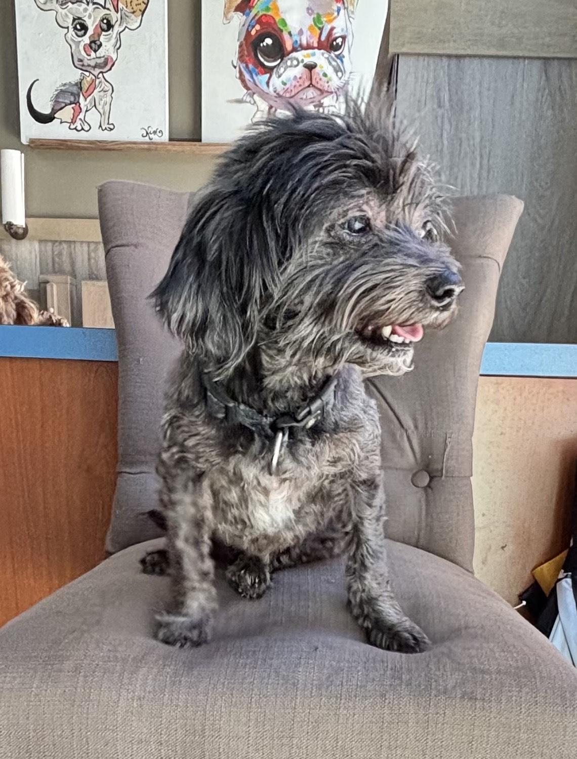 Enlarge Riley, an adopted Shih Tzu in Thousand Oaks, CA image 4/4