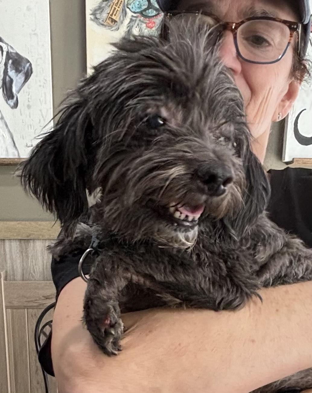 Enlarge Riley, an adopted Shih Tzu in Thousand Oaks, CA image 3/4