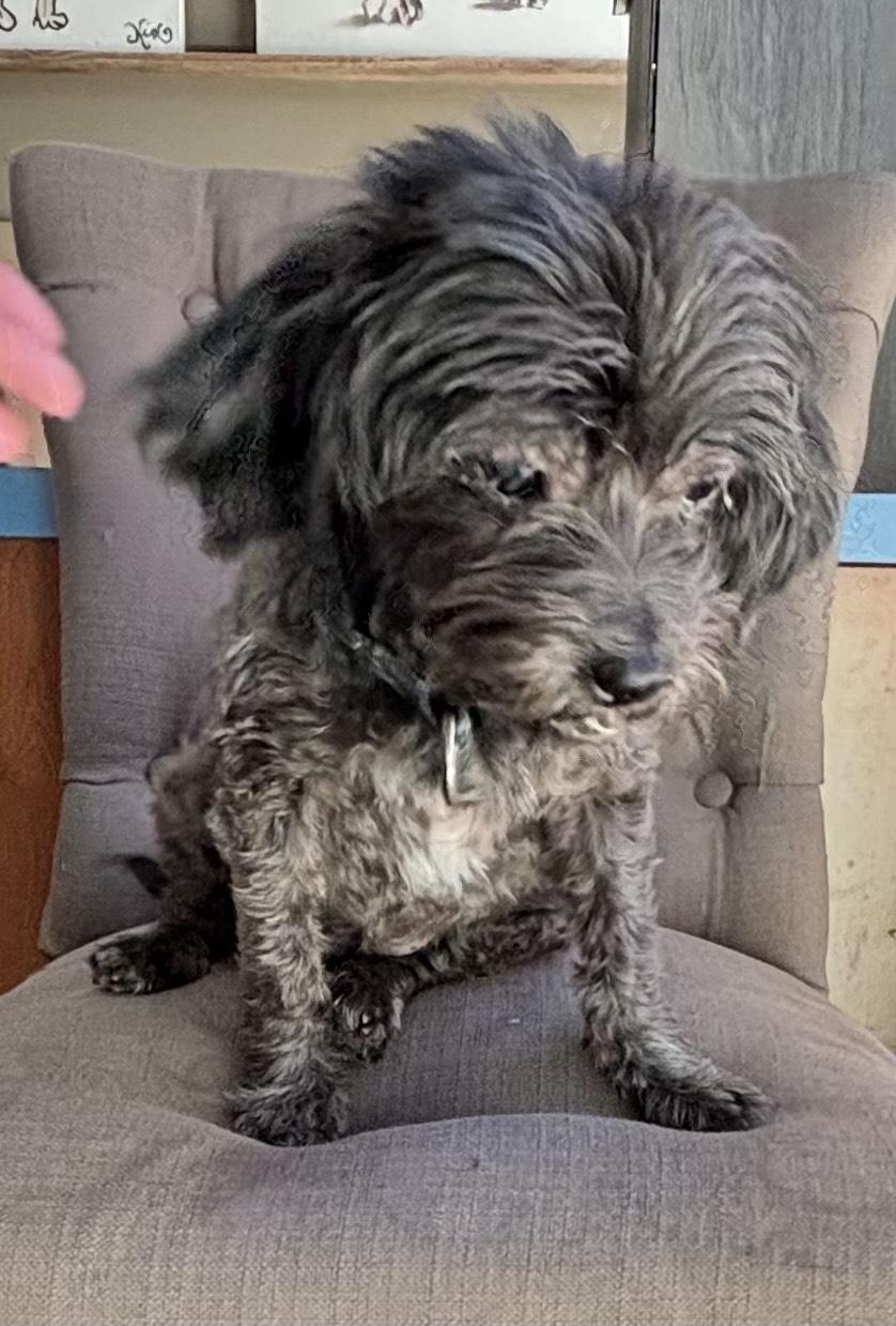 Enlarge Riley, an adopted Shih Tzu in Thousand Oaks, CA image 2/4