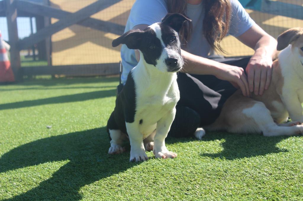 Apple Cider, Adopted, Puppy Female Basset Hound & Australian Cattle Dog / Blue Heeler.