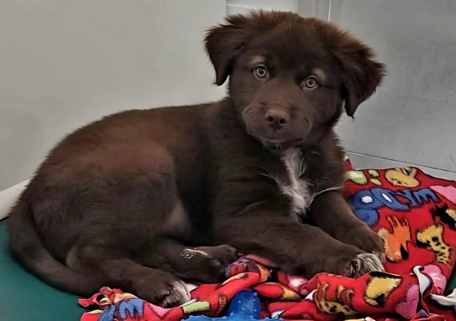 Lilly, Adopted, Puppy Female Australian Shepherd.