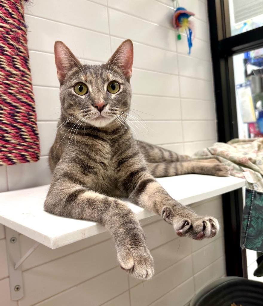 Mochi, Adoptable, Young Female Domestic Short Hair.