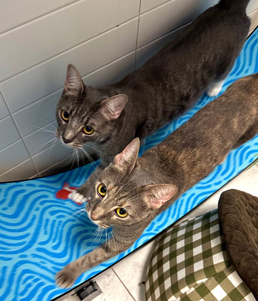 Mochi, a Adoptable mixed breed in New Orleans, LA image 2/5