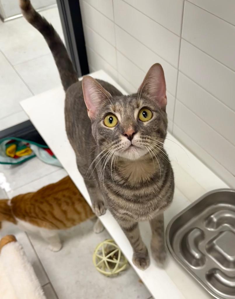 Mochi, a Adoptable mixed breed in New Orleans, LA image 3/5