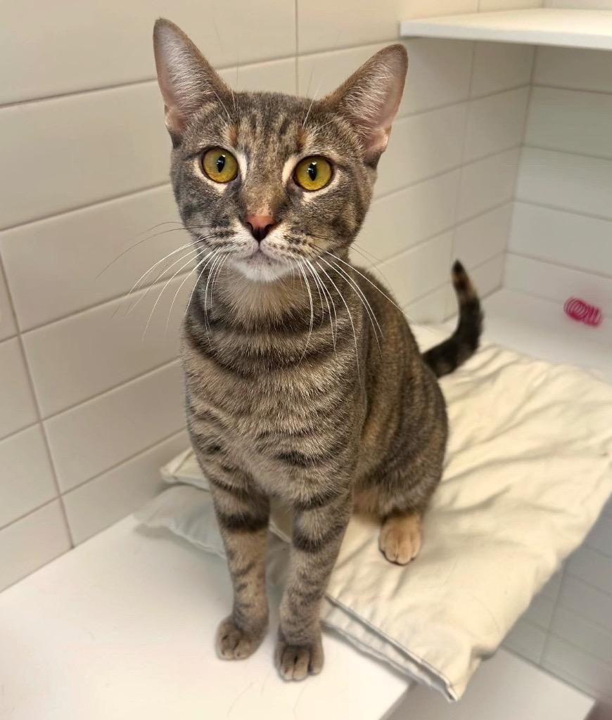 Mochi, Young Female unknown