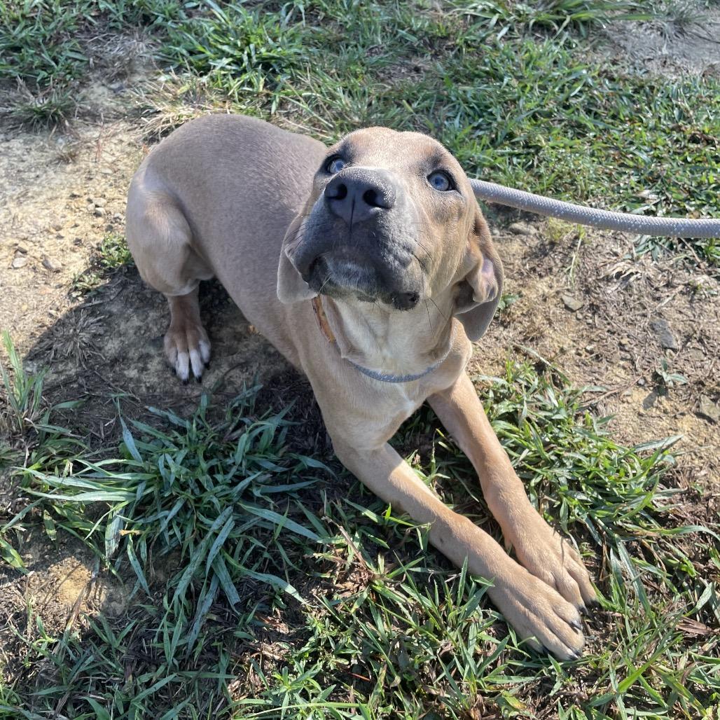 Lyla, Adoptable, Young Female Black Mouth Cur & Rhodesian Ridgeback.