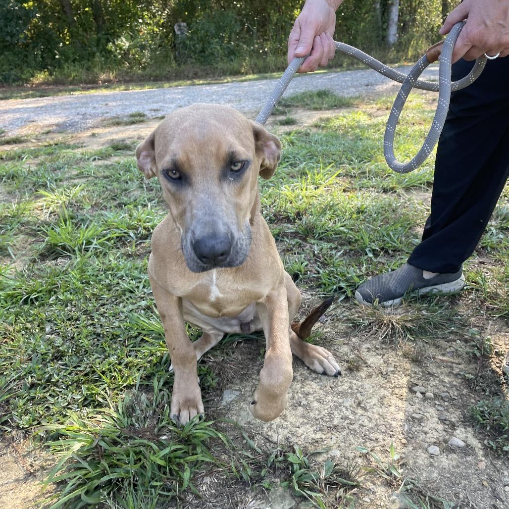 Enlarge Lyla, a Adoptable mixed breed in Parrish, AL image 2/6