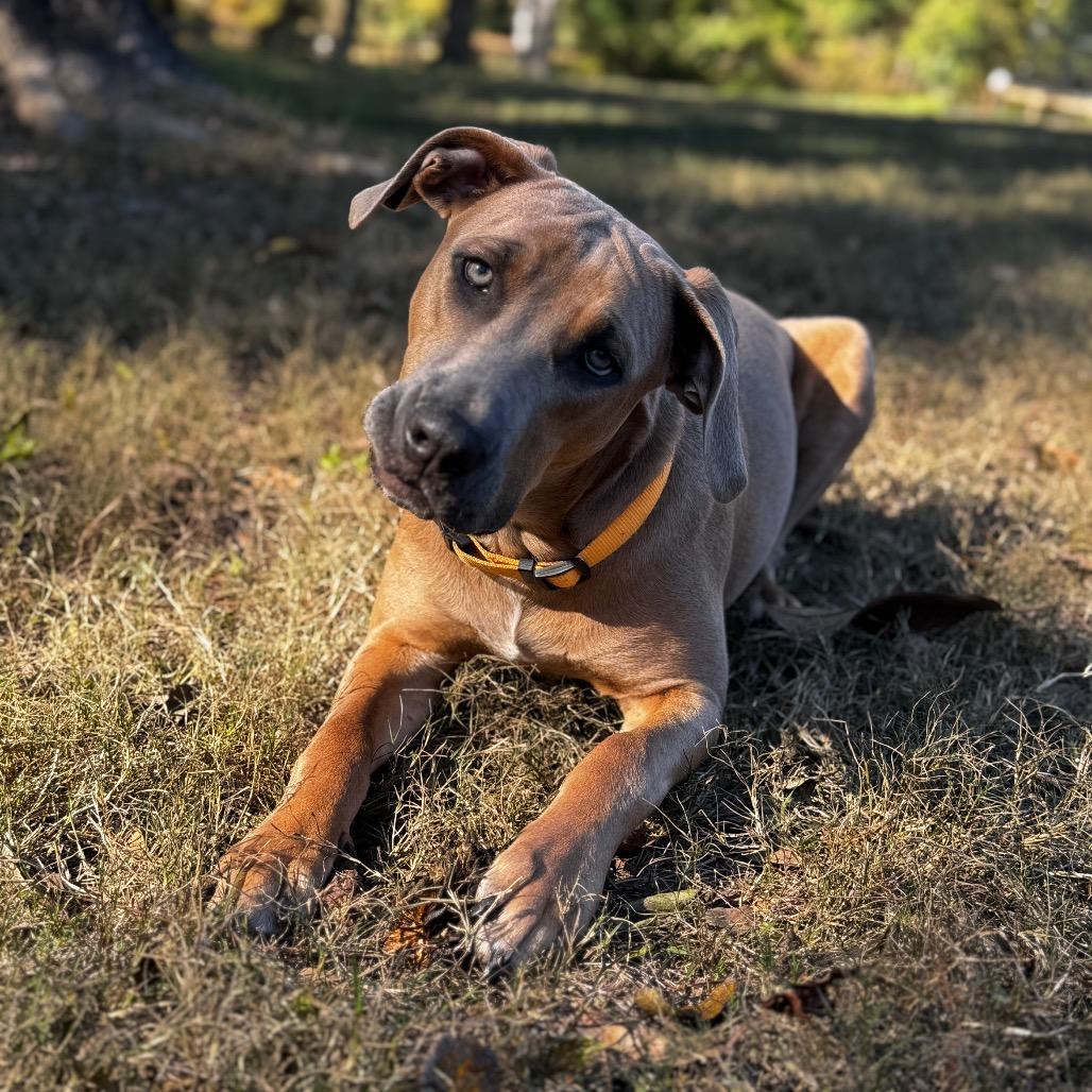 Enlarge Lyla, a Adoptable mixed breed in Parrish, AL image 5/6