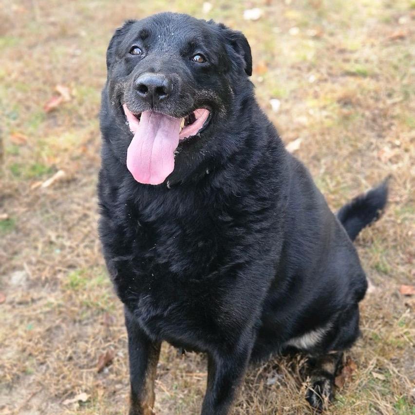 Rocky, a Adoptable mixed breed in Conway, NH image 1/4