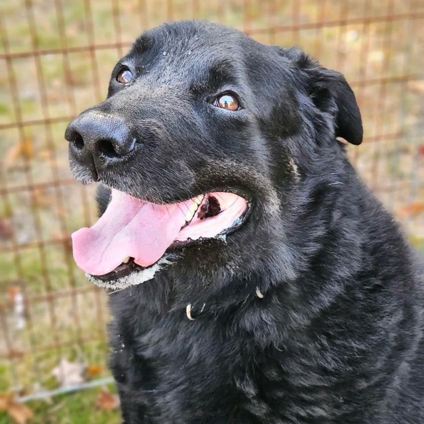 Rocky, a Adoptable mixed breed in Conway, NH image 2/4