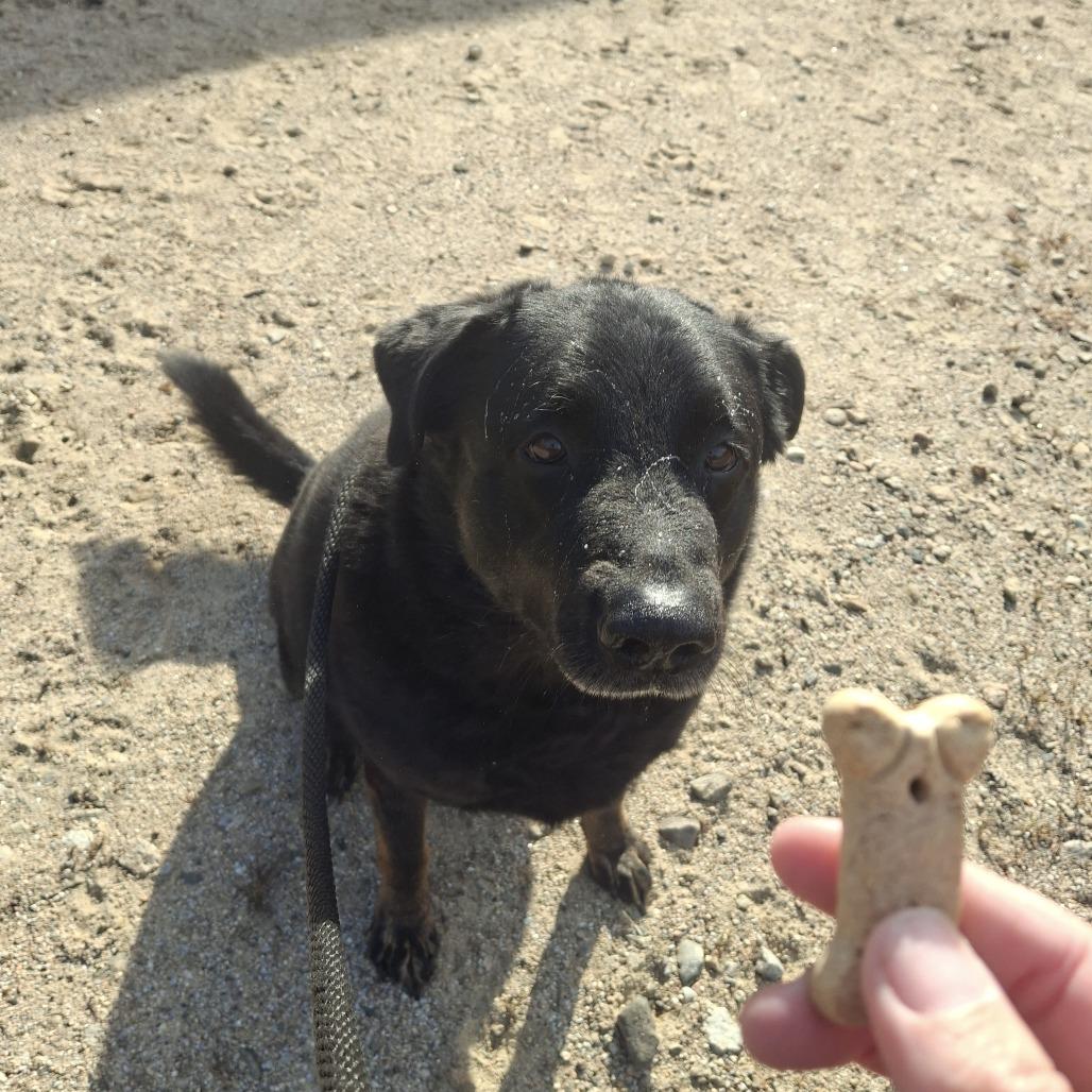 Rocky, a Adoptable mixed breed in Conway, NH image 3/4
