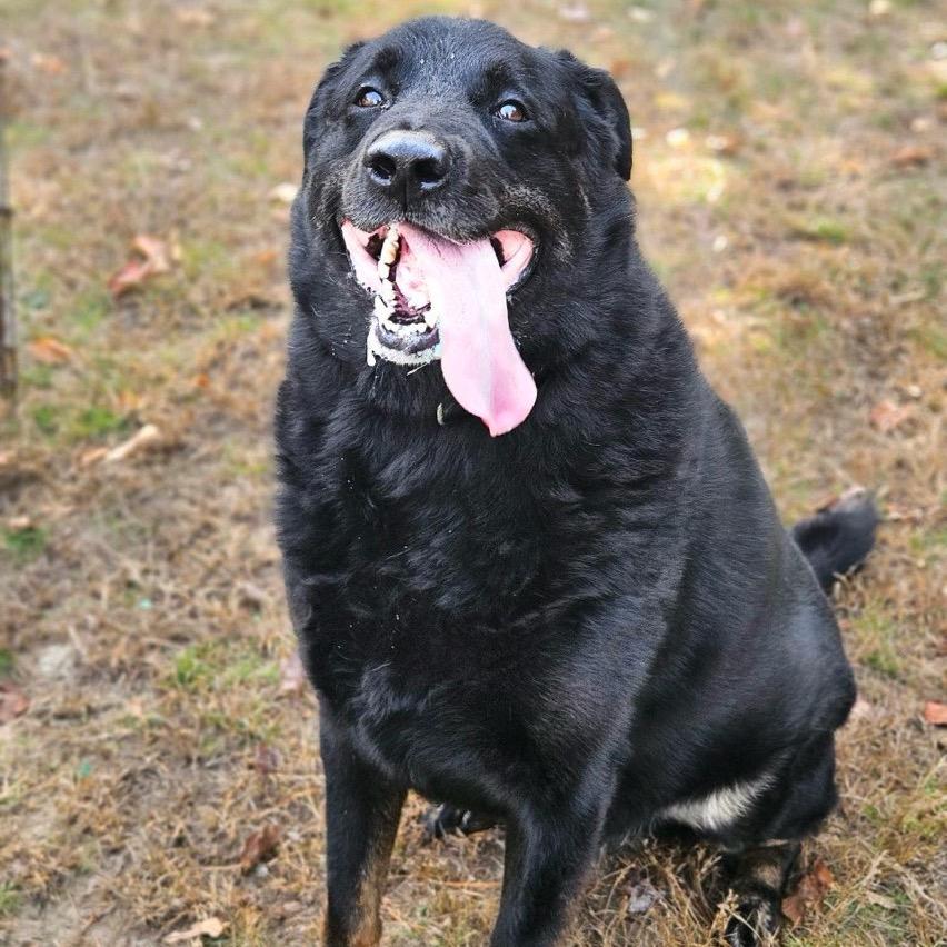 Rocky, a Adoptable mixed breed in Conway, NH image 4/4
