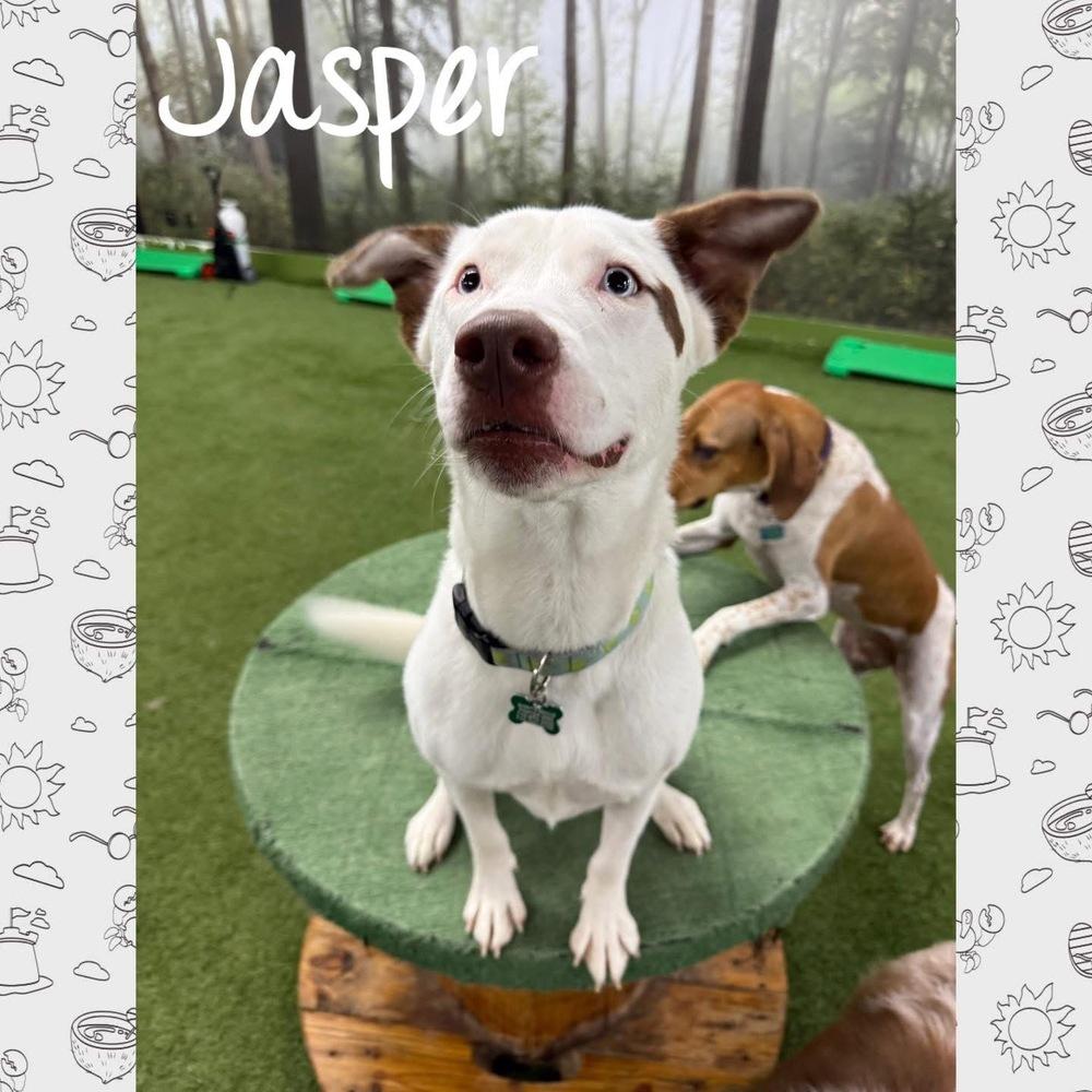 Jasper, Adoptable, Adult Male Husky & Labrador Retriever.