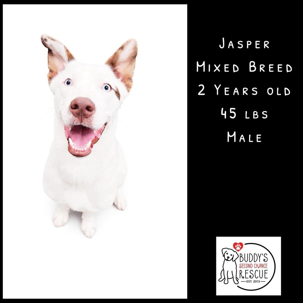Enlarge Jasper, a Adoptable mixed breed in Amherst, NY image 3/6
