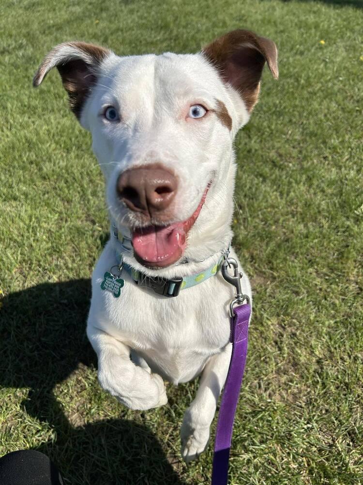Enlarge Jasper, a Adoptable mixed breed in Amherst, NY image 3/6