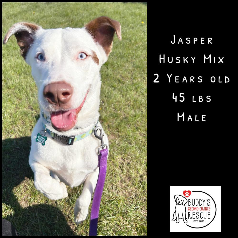 Enlarge Jasper, a Adoptable mixed breed in Amherst, NY image 4/6