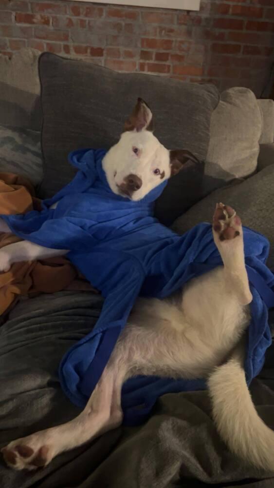 Enlarge Jasper, a Adoptable mixed breed in Amherst, NY image 5/6