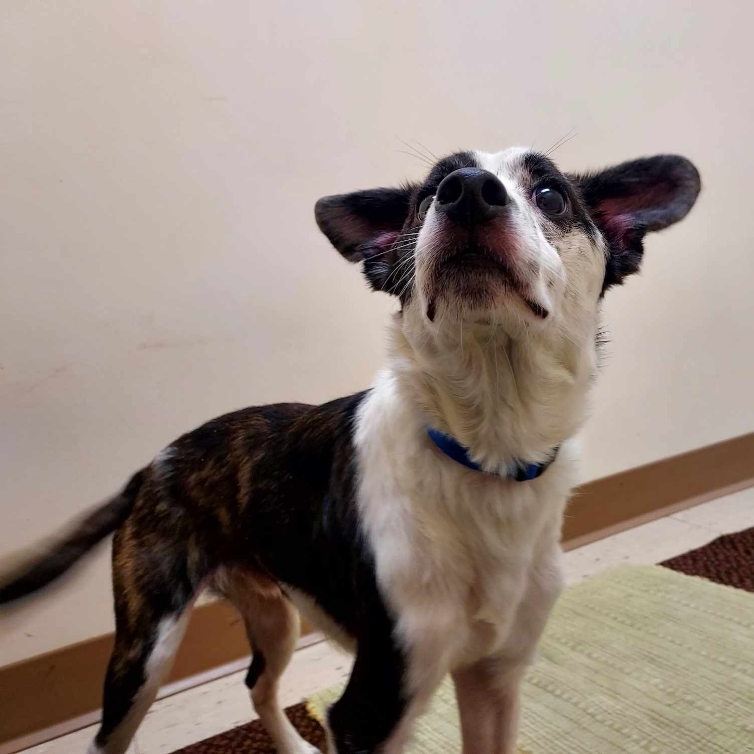 Dog for adoption Bingo, a Mixed Breed in Falls Creek, PA Petfinder