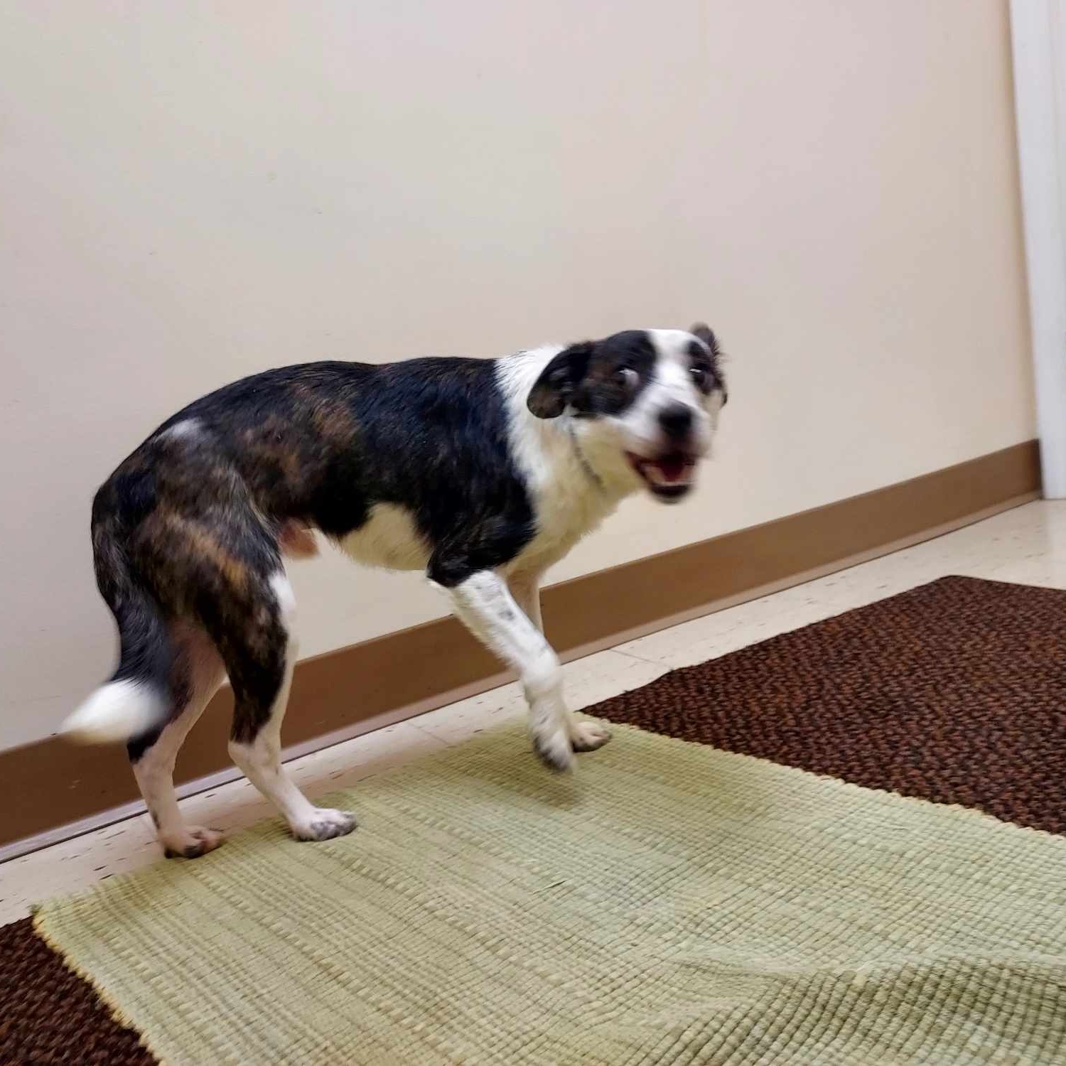 Dog for adoption Bingo, a Mixed Breed in Falls Creek, PA Petfinder