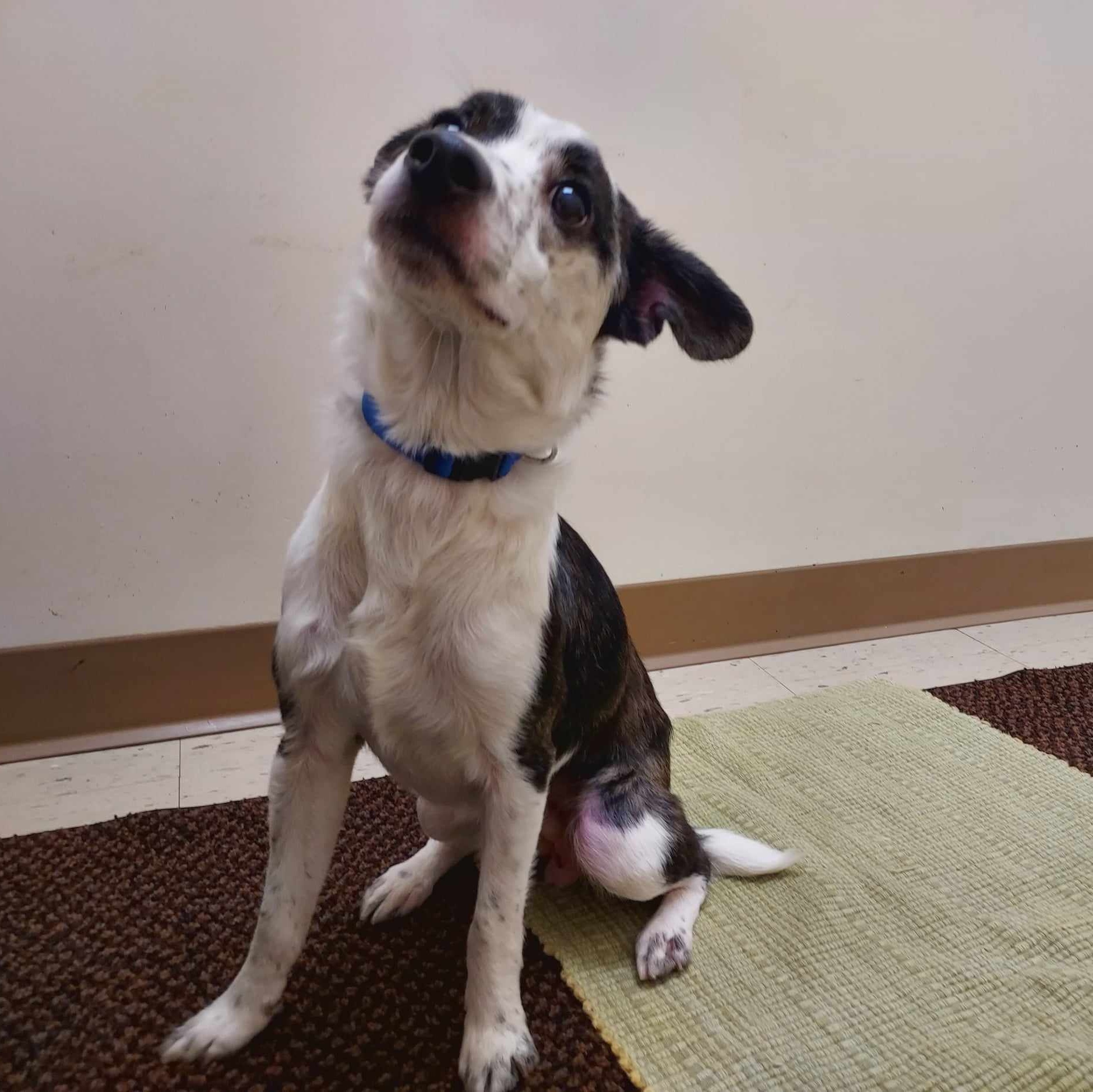 Dog for adoption Bingo, a Mixed Breed in Falls Creek, PA Petfinder