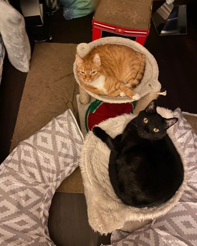 Luca, Adoptable, Adult Male Domestic Short Hair.