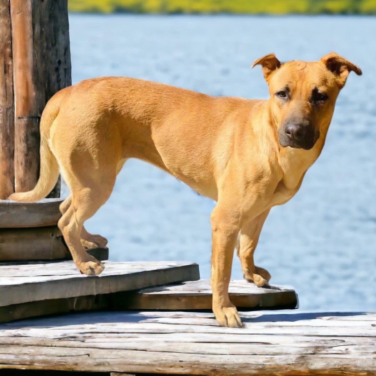 Petaka, Adoptable, Adult Female Mixed Breed & Yellow Labrador Retriever.