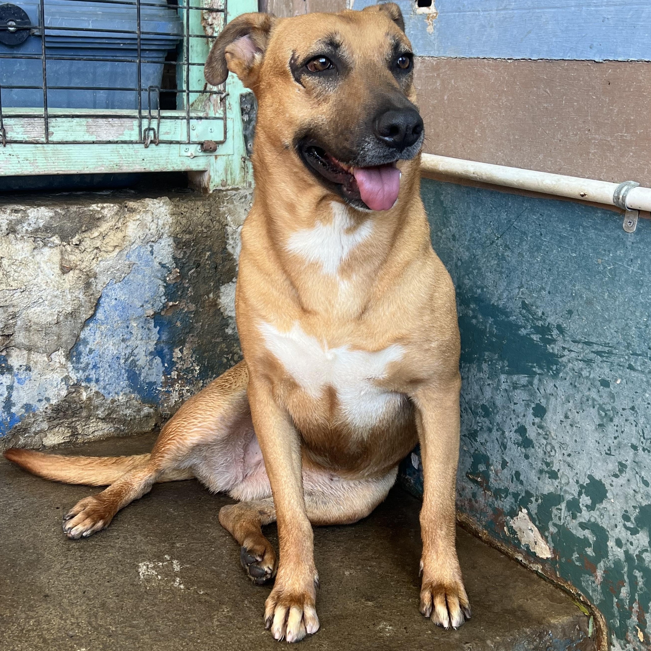 Enlarge Petaka, a Adoptable mixed breed in Santa Monica, CA image 2/6