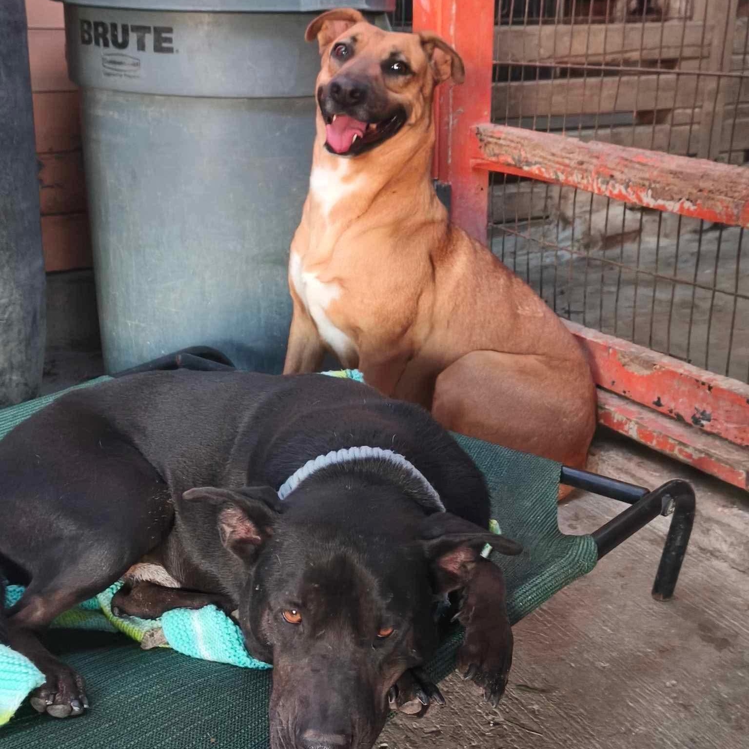 Enlarge Petaka, a Adoptable mixed breed in Santa Monica, CA image 6/6