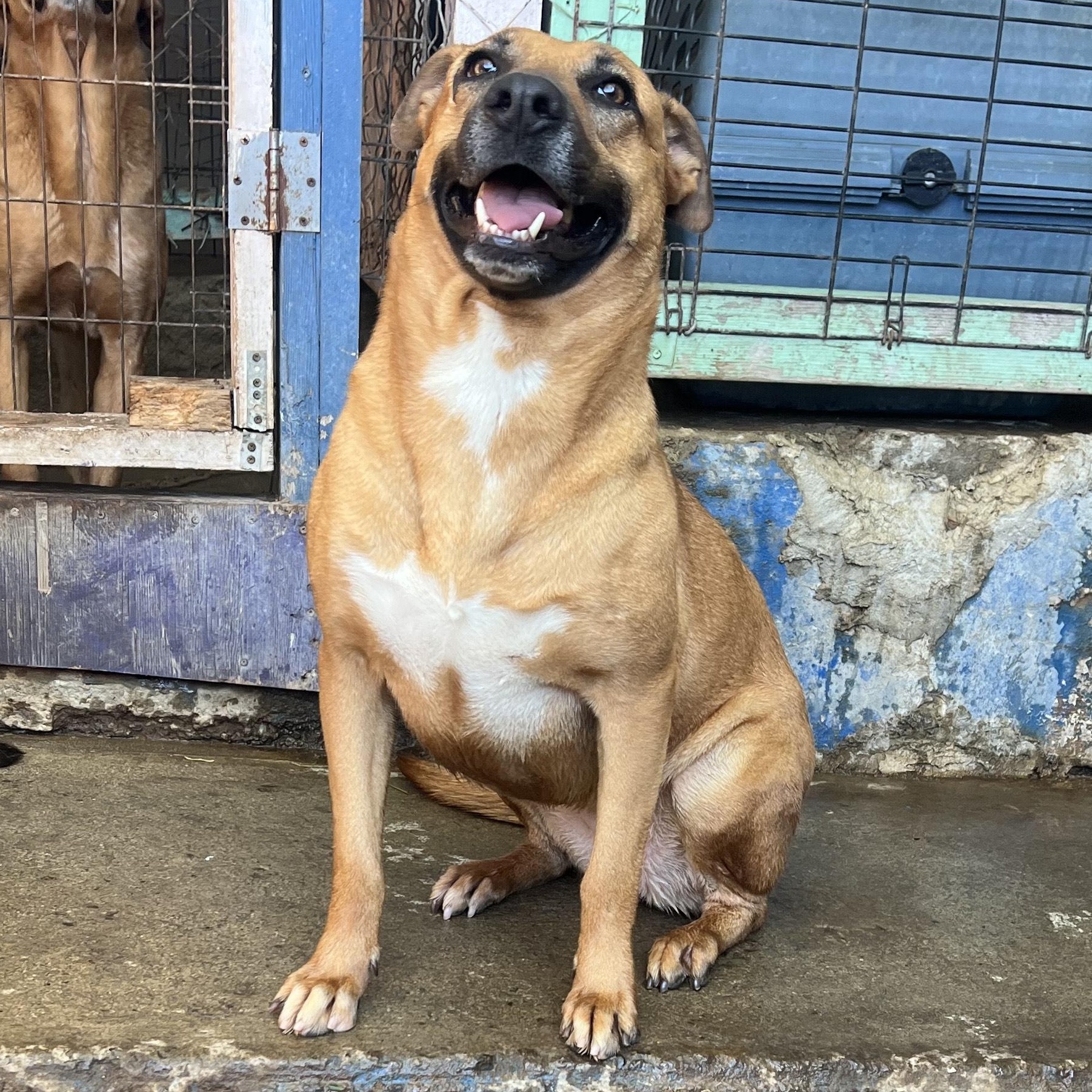 Enlarge Petaka, a Adoptable mixed breed in Santa Monica, CA image 3/6