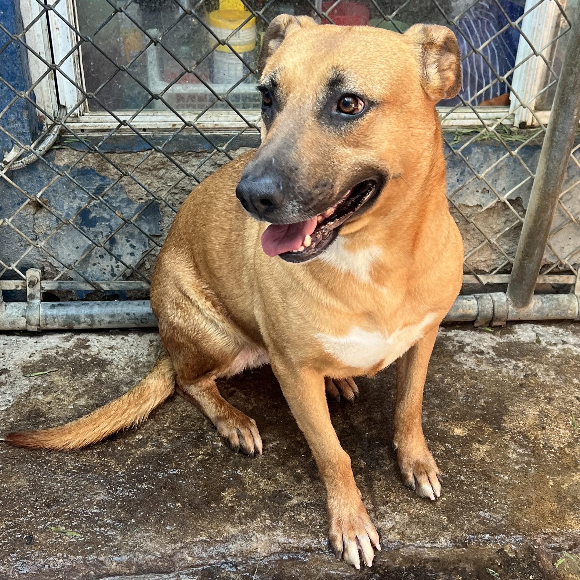 Enlarge Petaka, a Adoptable mixed breed in Santa Monica, CA image 5/6