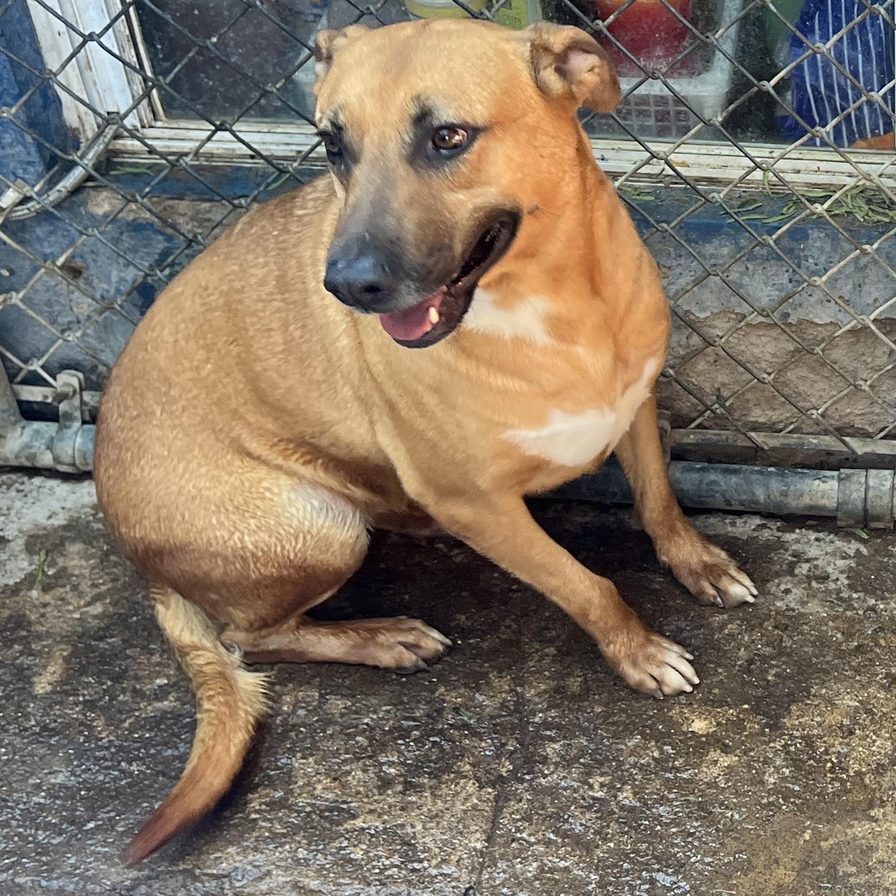Enlarge Petaka, a Adoptable mixed breed in Santa Monica, CA image 4/6