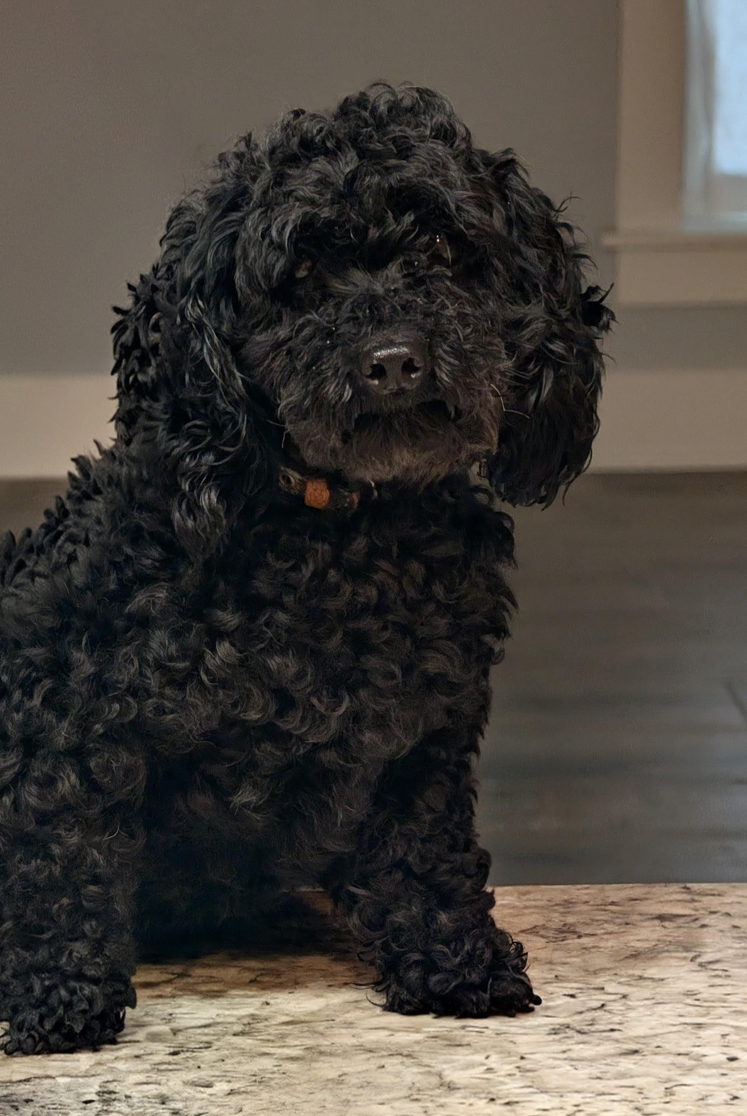 Enlarge Bonaparte, an adopted Poodle (Toy) in Baton Rouge, LA image 2/2