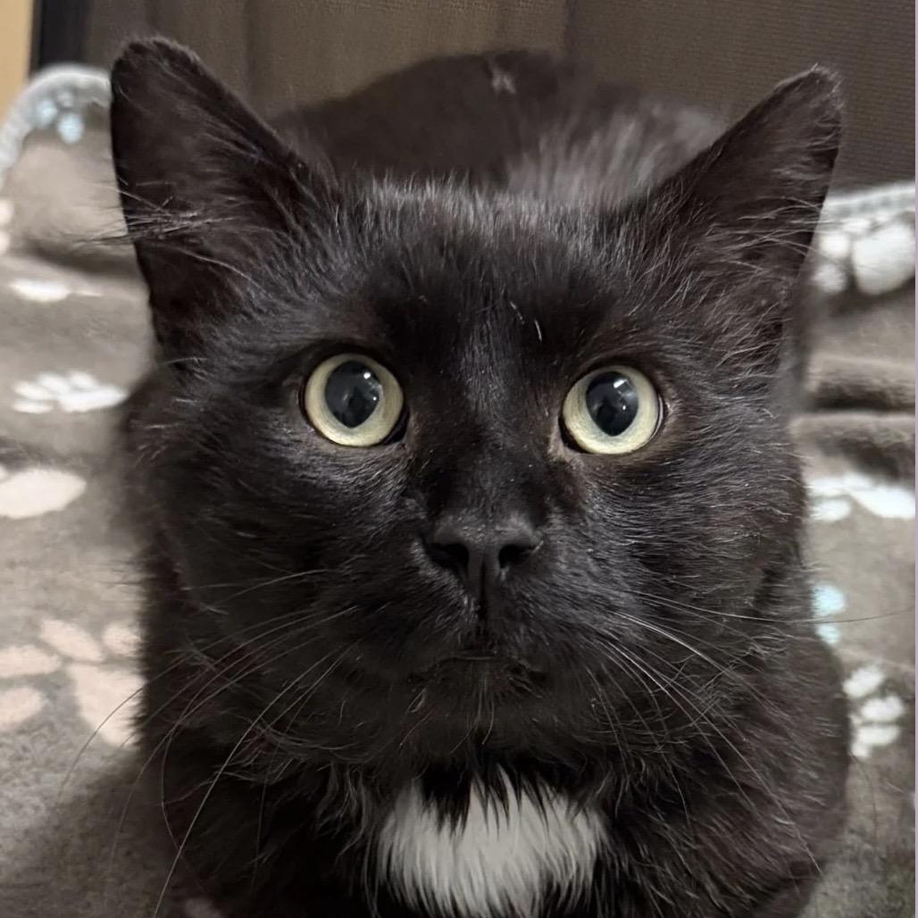 Enlarge Predazzo, a Adoptable Domestic Medium Hair in Wakefield, MA image 1/4