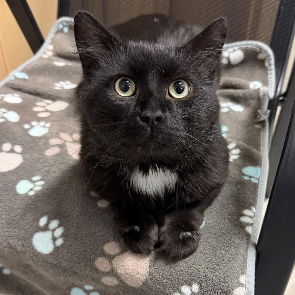 Enlarge Predazzo, a Adoptable Domestic Medium Hair in Wakefield, MA image 3/4