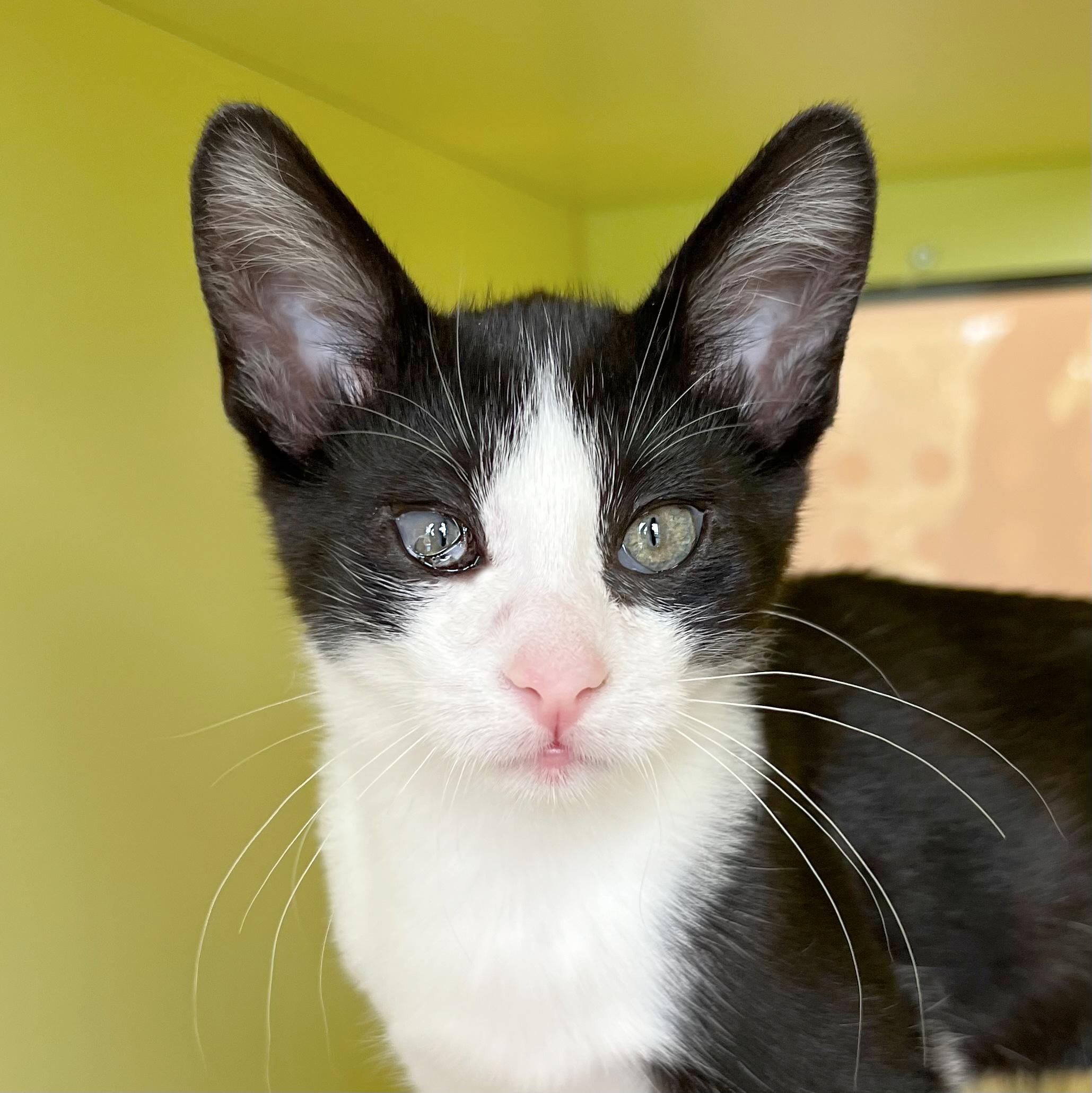 Madeline, Adoptable, Young Female Domestic Short Hair.