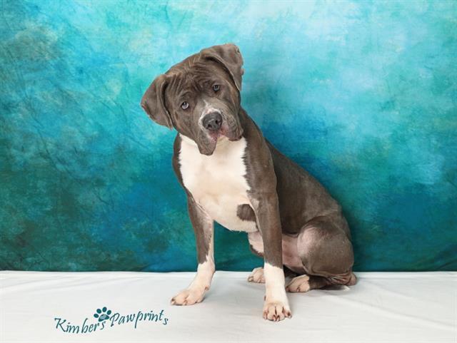 Enlarge WUMPUS, a Adoptable mixed breed in Omaha, NE image 2/2