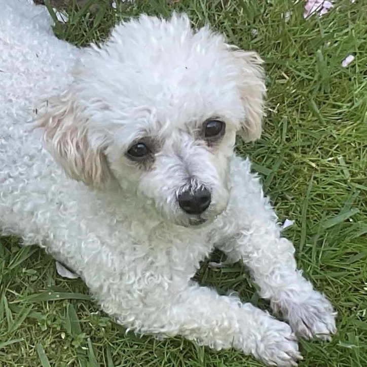 Bijoux, ADOPTABLE, Adult Female Poodle (Toy).