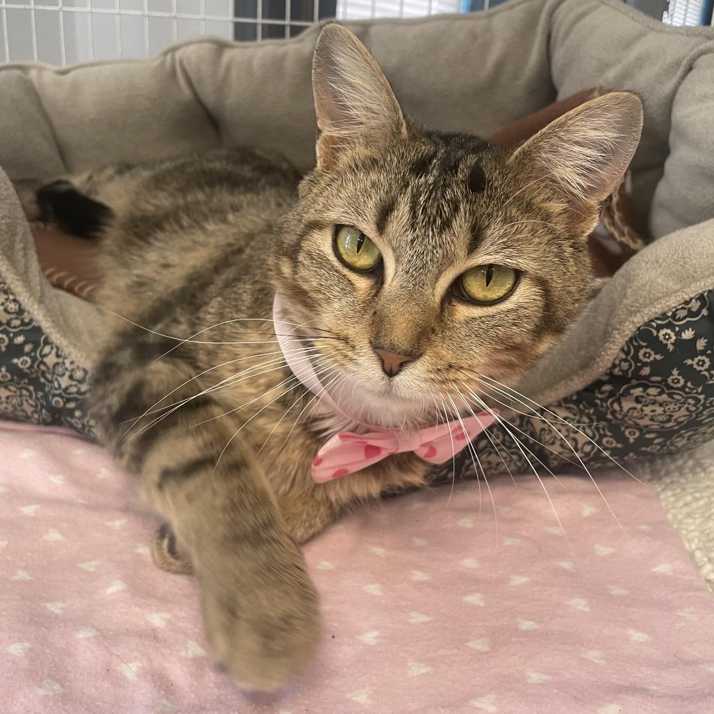 Daisy, Adoptable, Adult Female Domestic Short Hair.