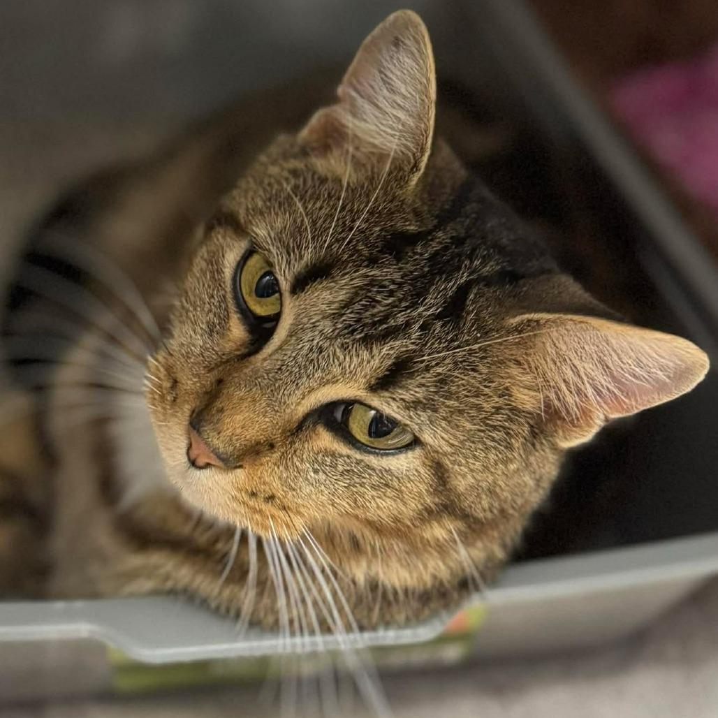 Enlarge Daisy, a Adoptable Domestic Short Hair in Edwardsville, IL image 2/6