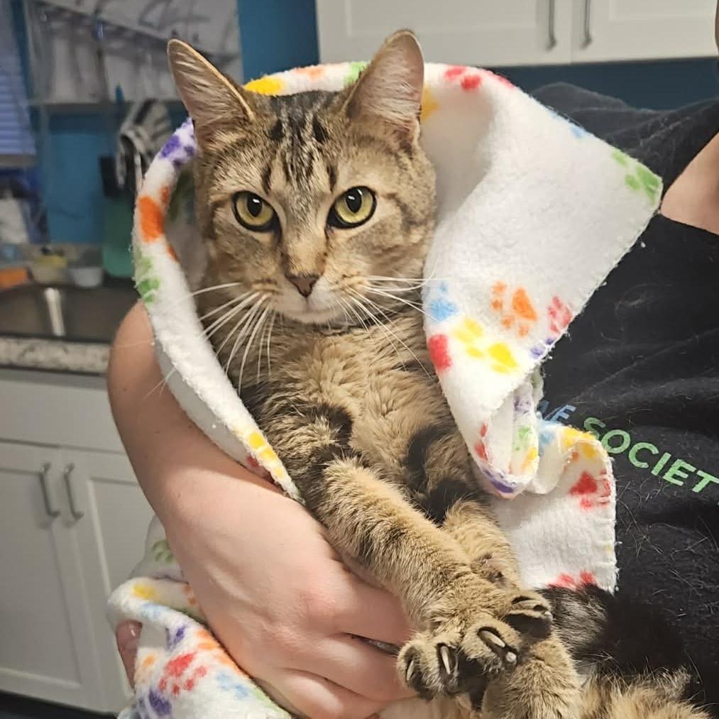 Enlarge Daisy, a Adoptable Domestic Short Hair in Edwardsville, IL image 3/6