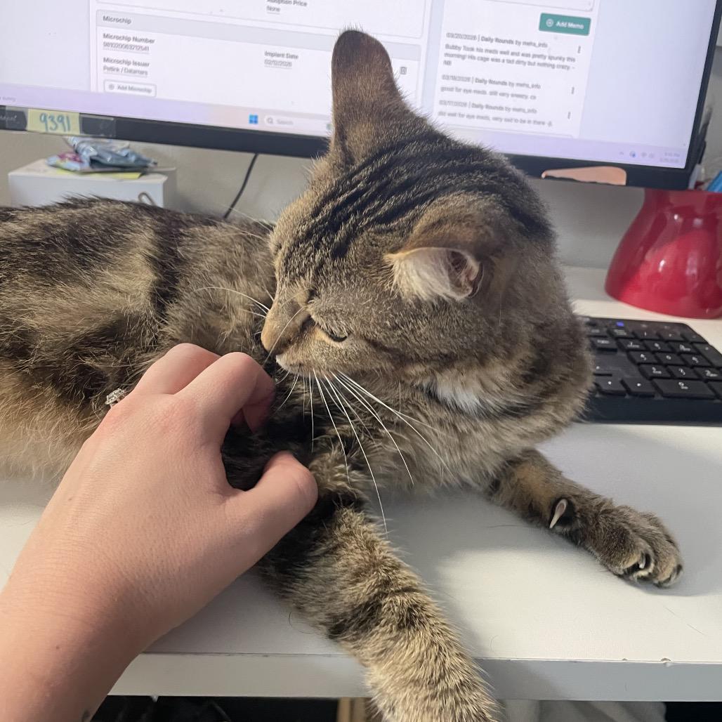 Enlarge Daisy, a Adoptable Domestic Short Hair in Edwardsville, IL image 4/6